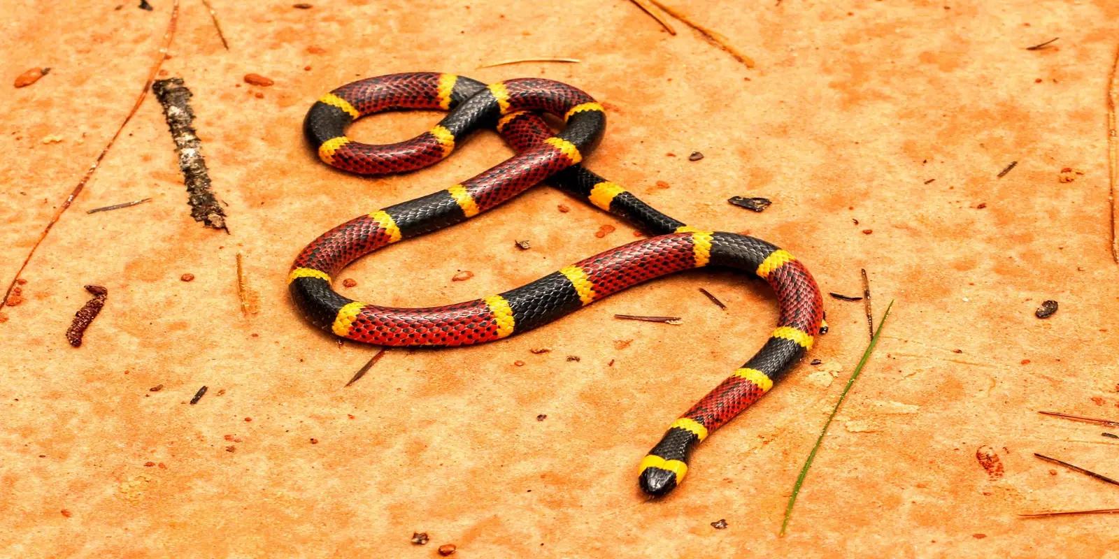 An Eastern coral snake coiled on a sandy surface with scattered debris. The venomous snake has a distinct pattern of bright red bands touching yellow bands, separated by black bands. Its head is black with a yellow band behind it. The snake is relatively small and slender.