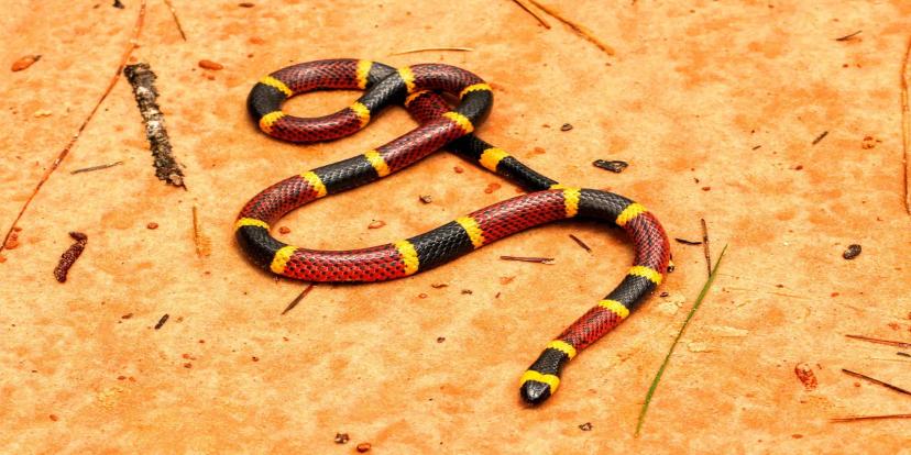 Coral Snakes