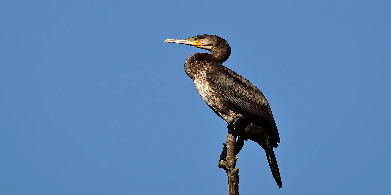 Great cormorant perched on a branch against a clear blue sky, featuring its dark plumage and pale yellow bill.