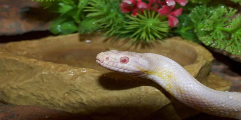 Corn Snakes