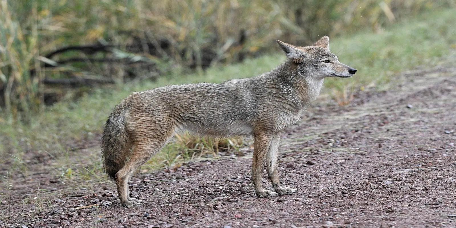 Coyote standing on a gravel road, featuring its slender build, grayish-brown fur, and pointed ears.