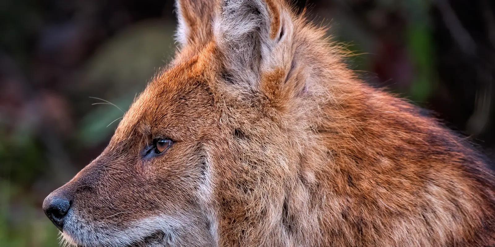 Dhole close-up, featuring its reddish-brown coat, slender snout, and rounded ears.