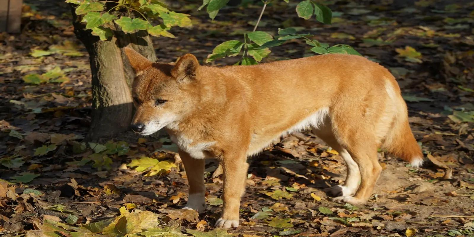 Dingo standing in a wooded area, featuring its reddish-brown coat, slender build, and upright ears.