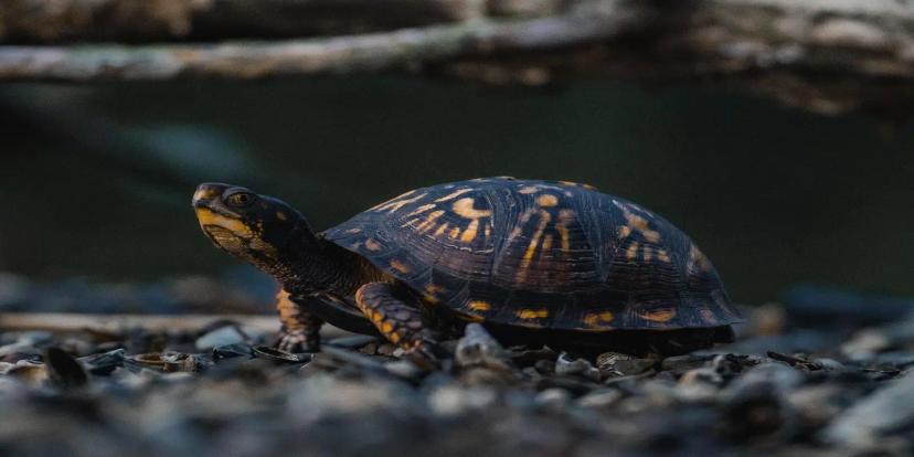 Box Turtles