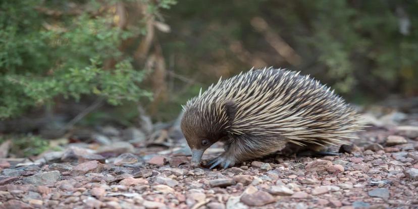 Echidnas