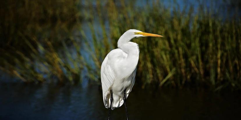 Egrets