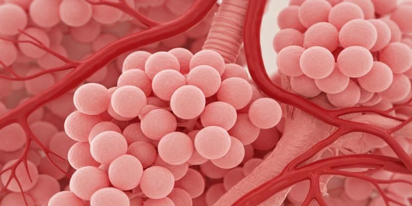 Alveoli