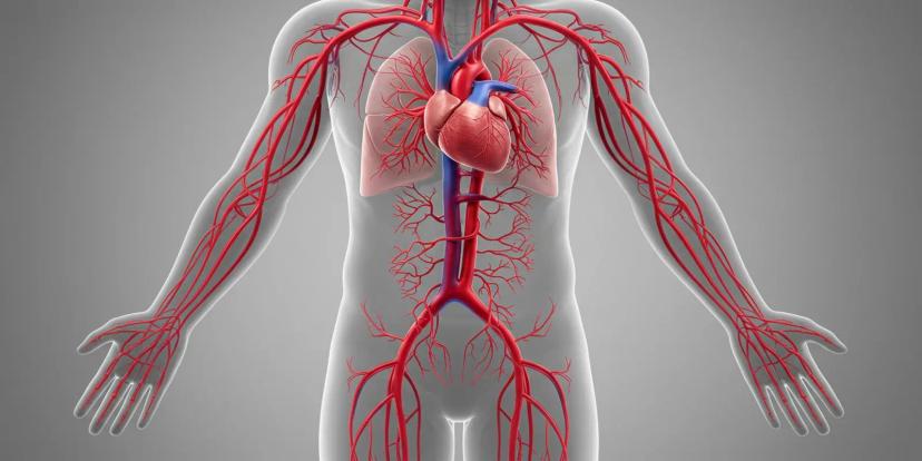 Artery