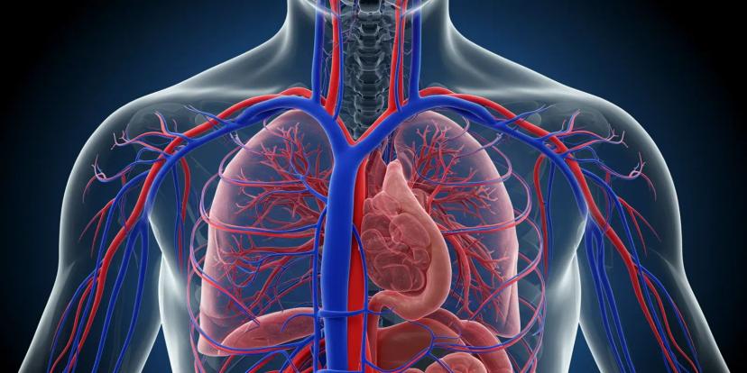 Blood Vessels