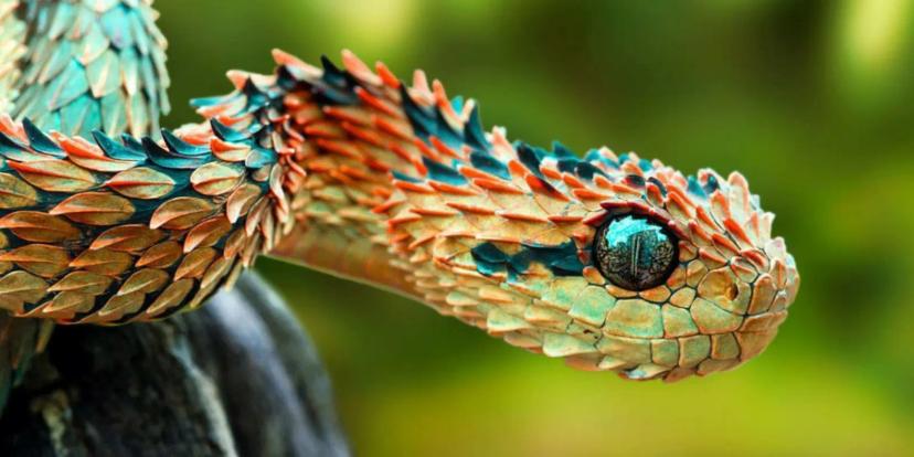 Bush Vipers