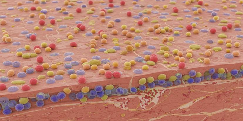 Cells