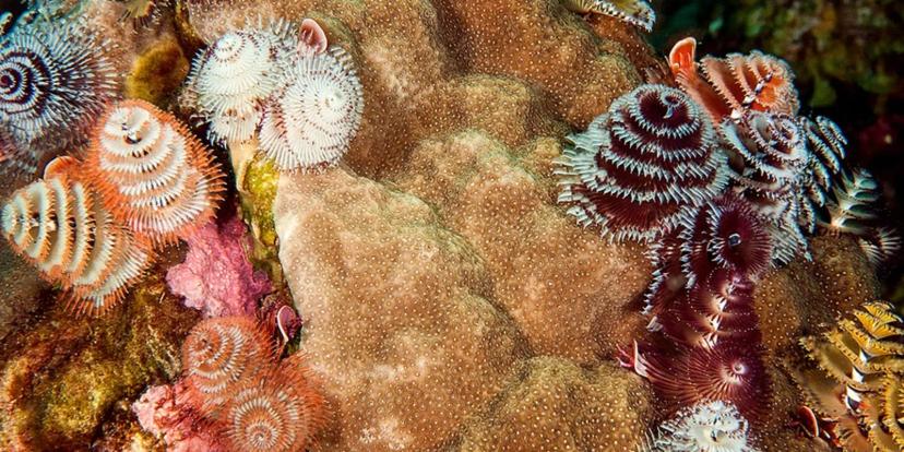 Christmas Tree Worms