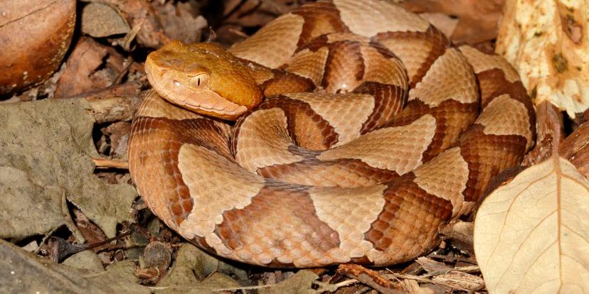 Copperheads