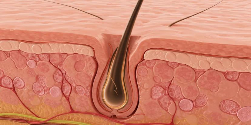 Hair Follicle