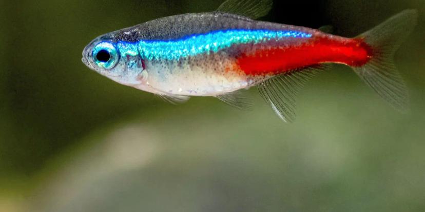 Neon Tetras