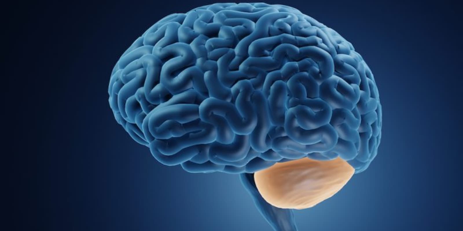 A 3D illustration of a human brain, with the cerebellum highlighted in orange at the back.