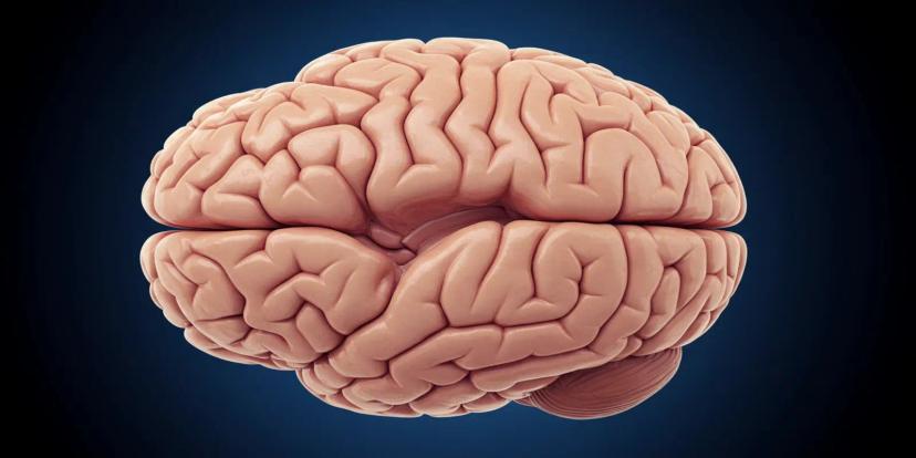 Cerebrum