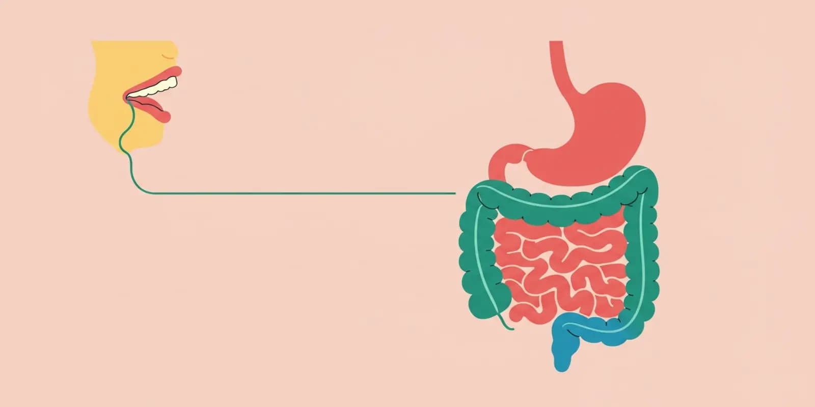 A diagram highlighting the main organs involved in digestion: the mouth, stomach, and intestines.