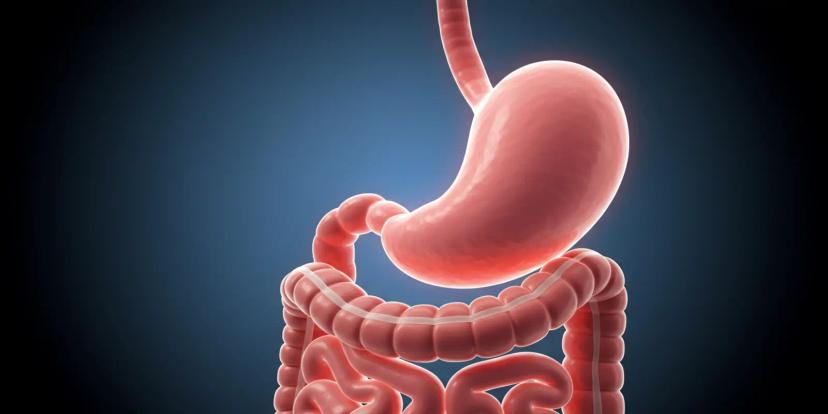 Esophagus