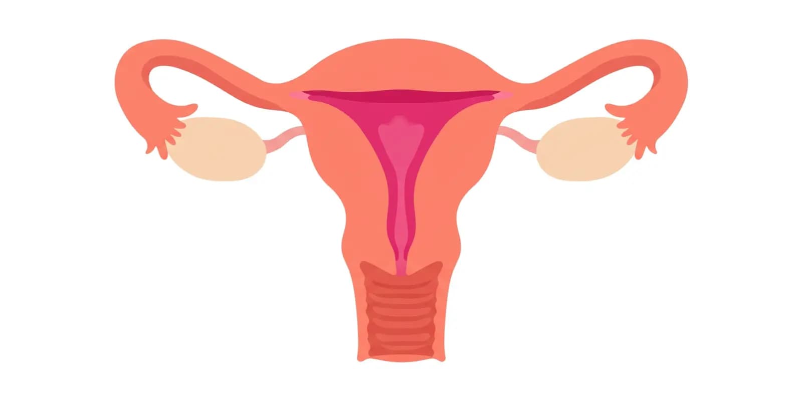A diagram of the female reproductive system including the uterus, fallopian tubes, and ovaries.