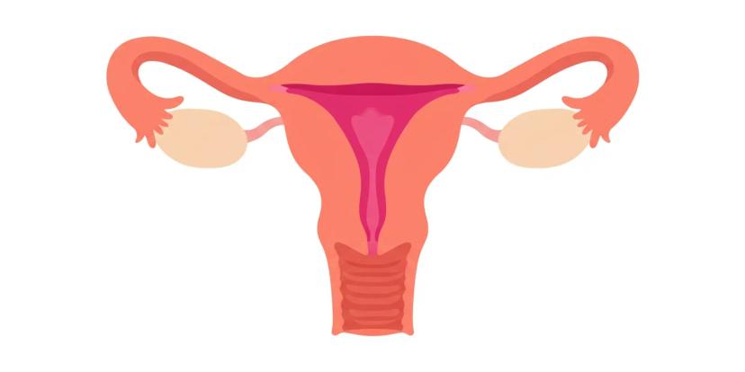 Fallopian Tubes