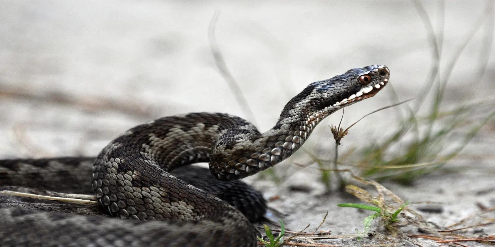 A common European adder coiled on sandy ground with sparse vegetation. The venomous snake has a distinct dark zigzag pattern running down its greyish-brown back.