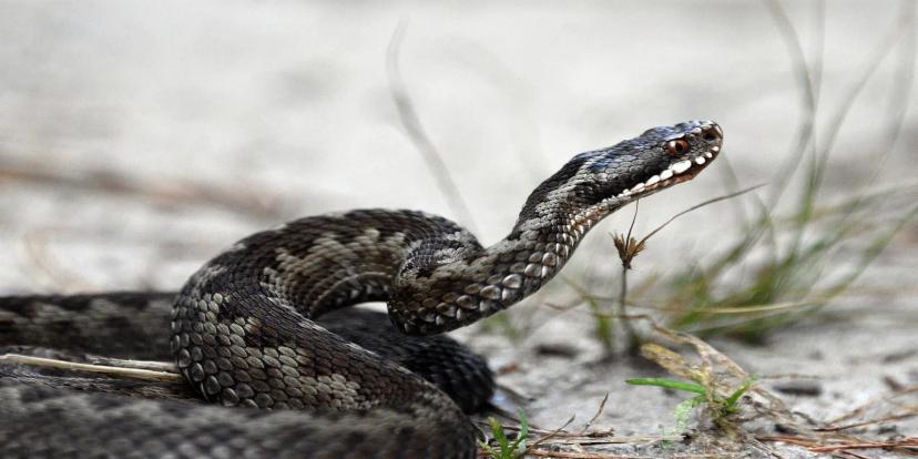 Vipers