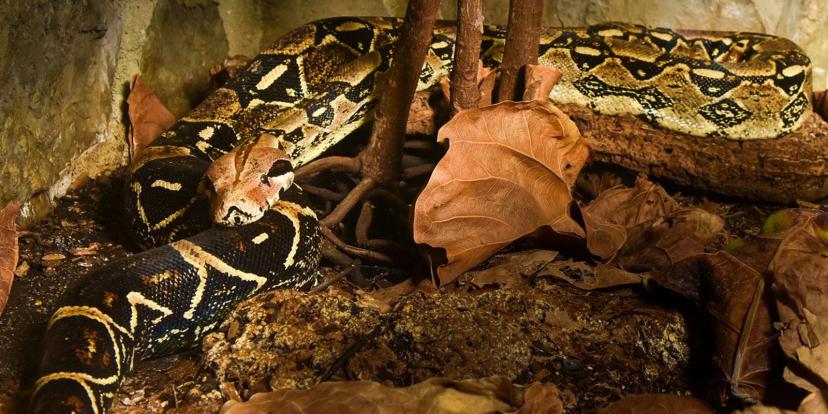 Boa Constrictors