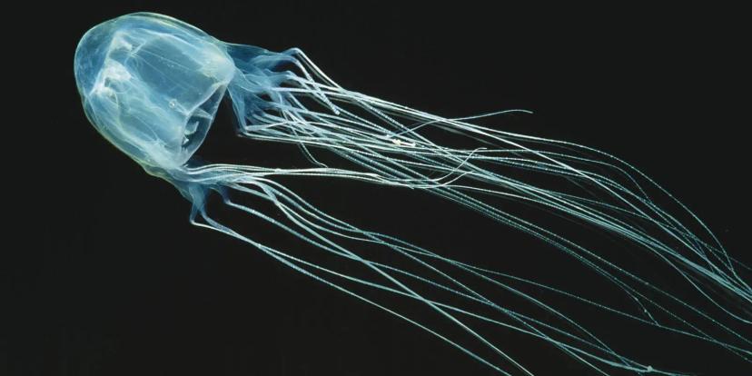 Box Jellyfish