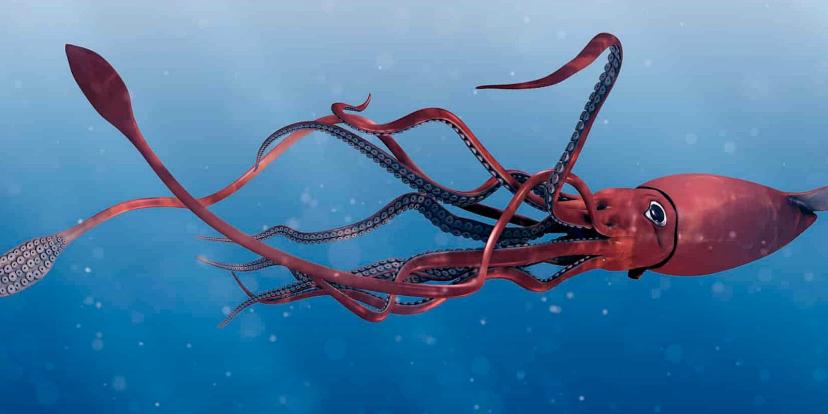 Giant Squids