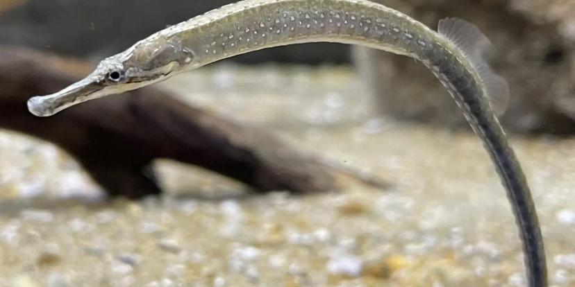 Pipefish