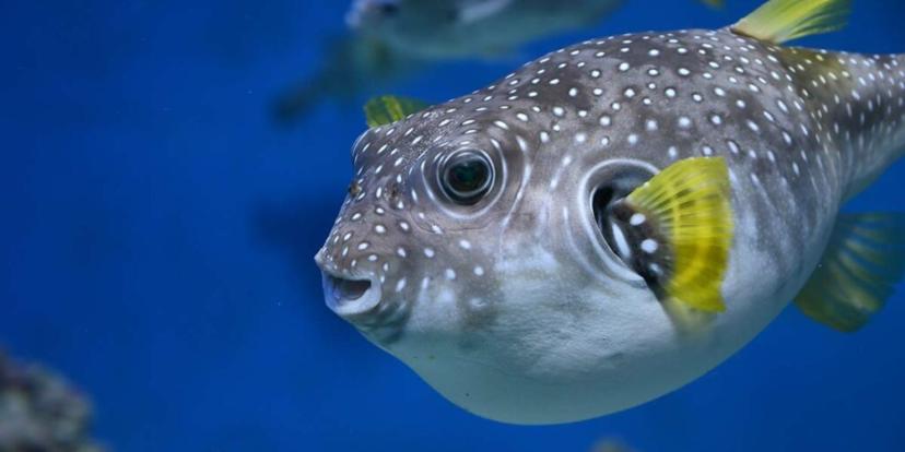 Pufferfish