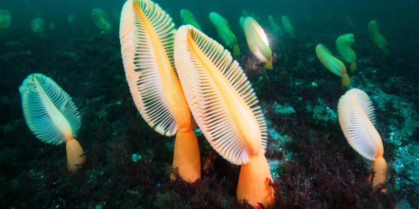Sea Pens