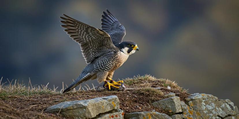 Peregrine Falcons