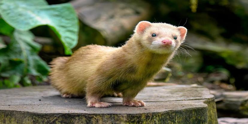 Ferrets