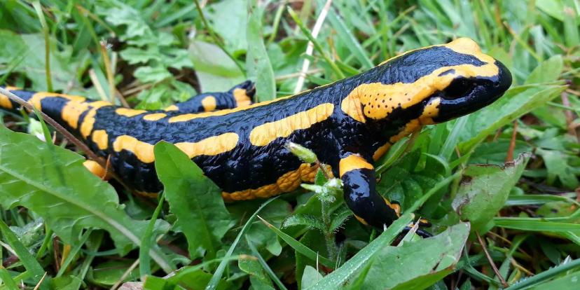 Fire Salamanders