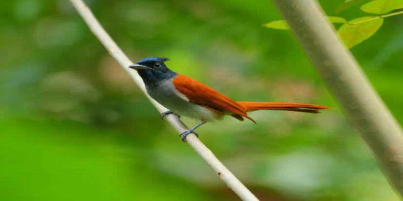 Flycatchers