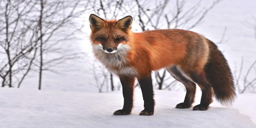 Foxes