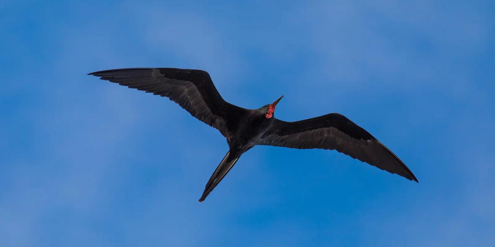 Great frigatebird flying against a clear blue sky, featuring its all-black plumage, long forked tail, and red gular pouch.
