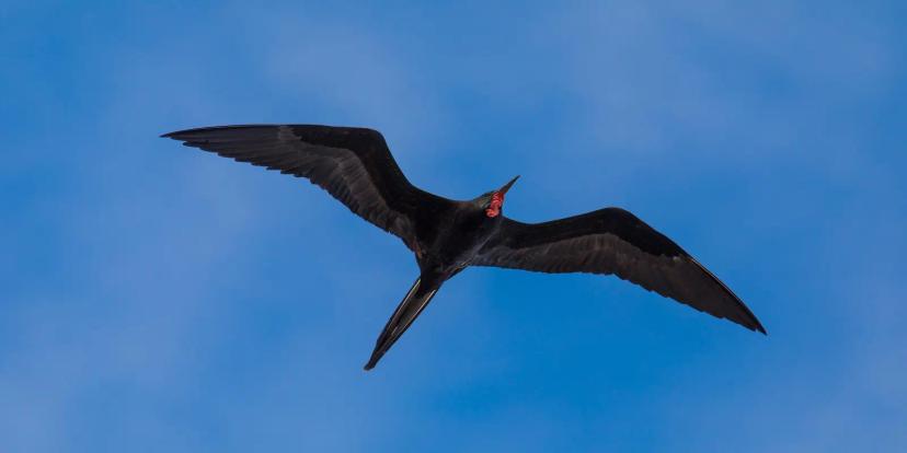 Frigatebirds