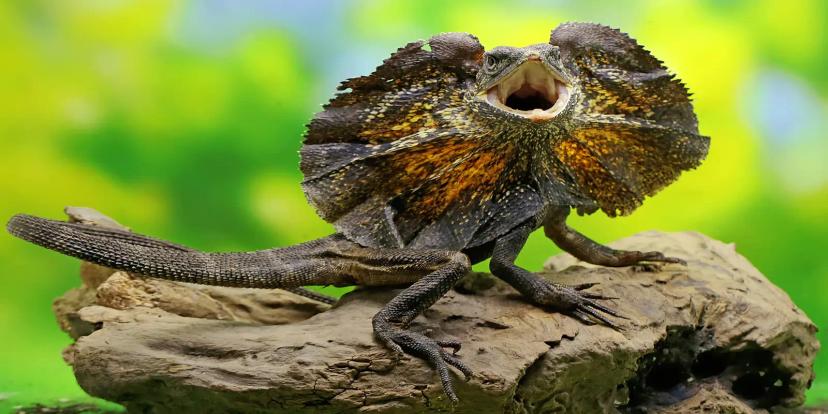 Frilled Lizards