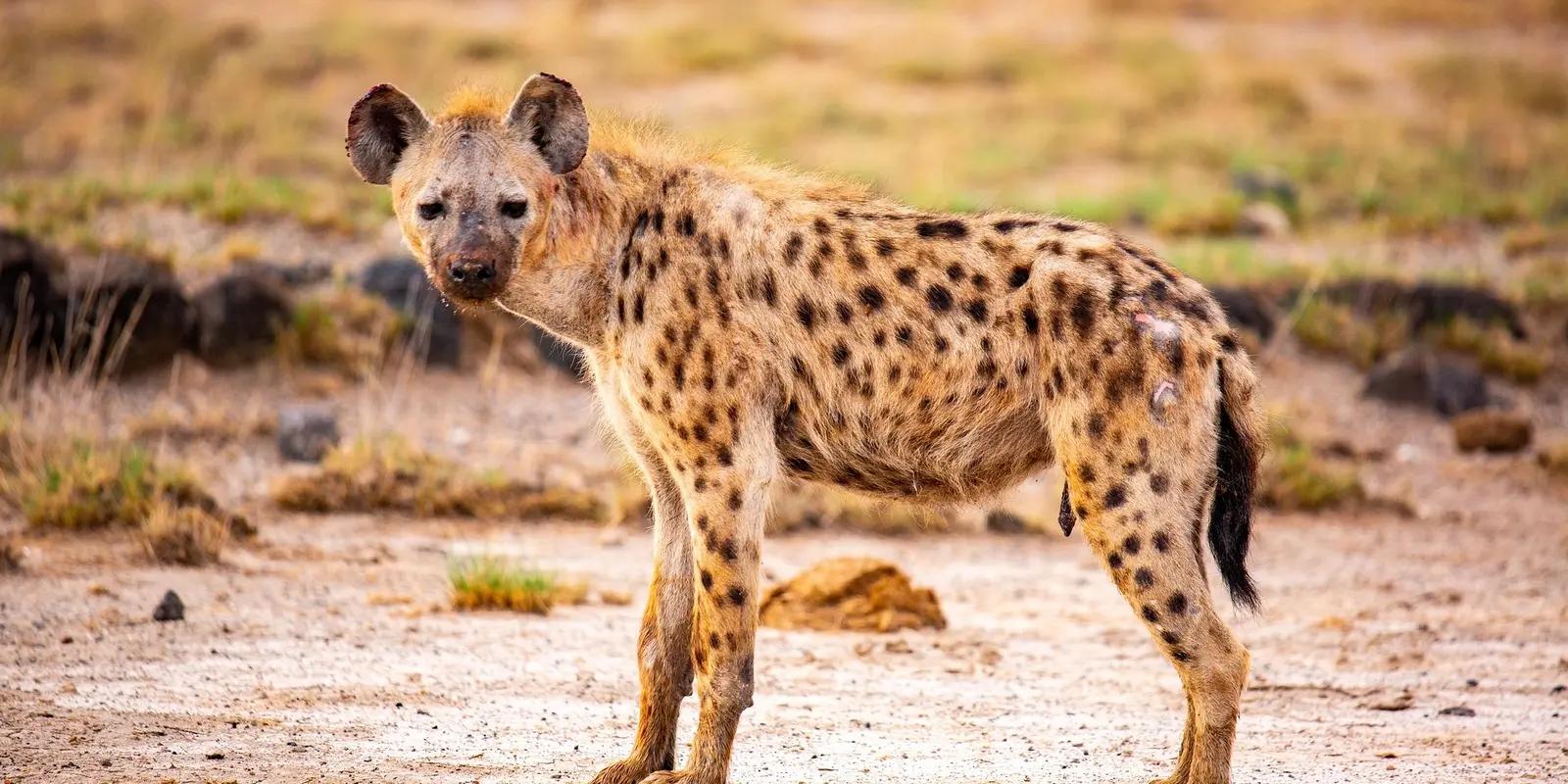A spotted hyena standing in a dry, grassy environment, looking towards the camera.