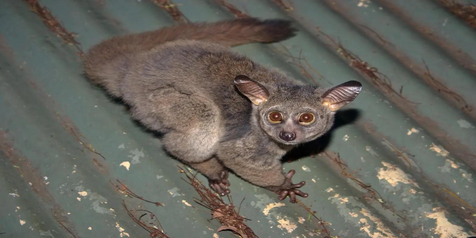 Senegal bushbaby on a corrugated surface, featuring its greyish-brown fur, large eyes, and long tail.