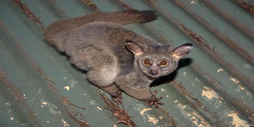 Galagos (Bush Babies)