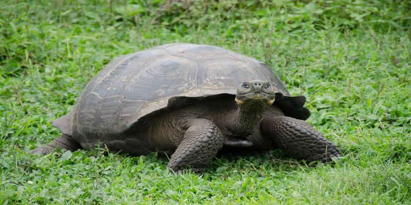Galapagos Tortoises