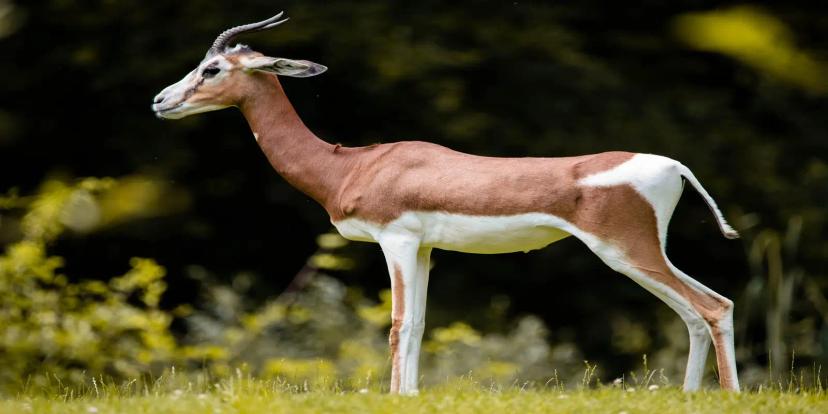 Gazelles