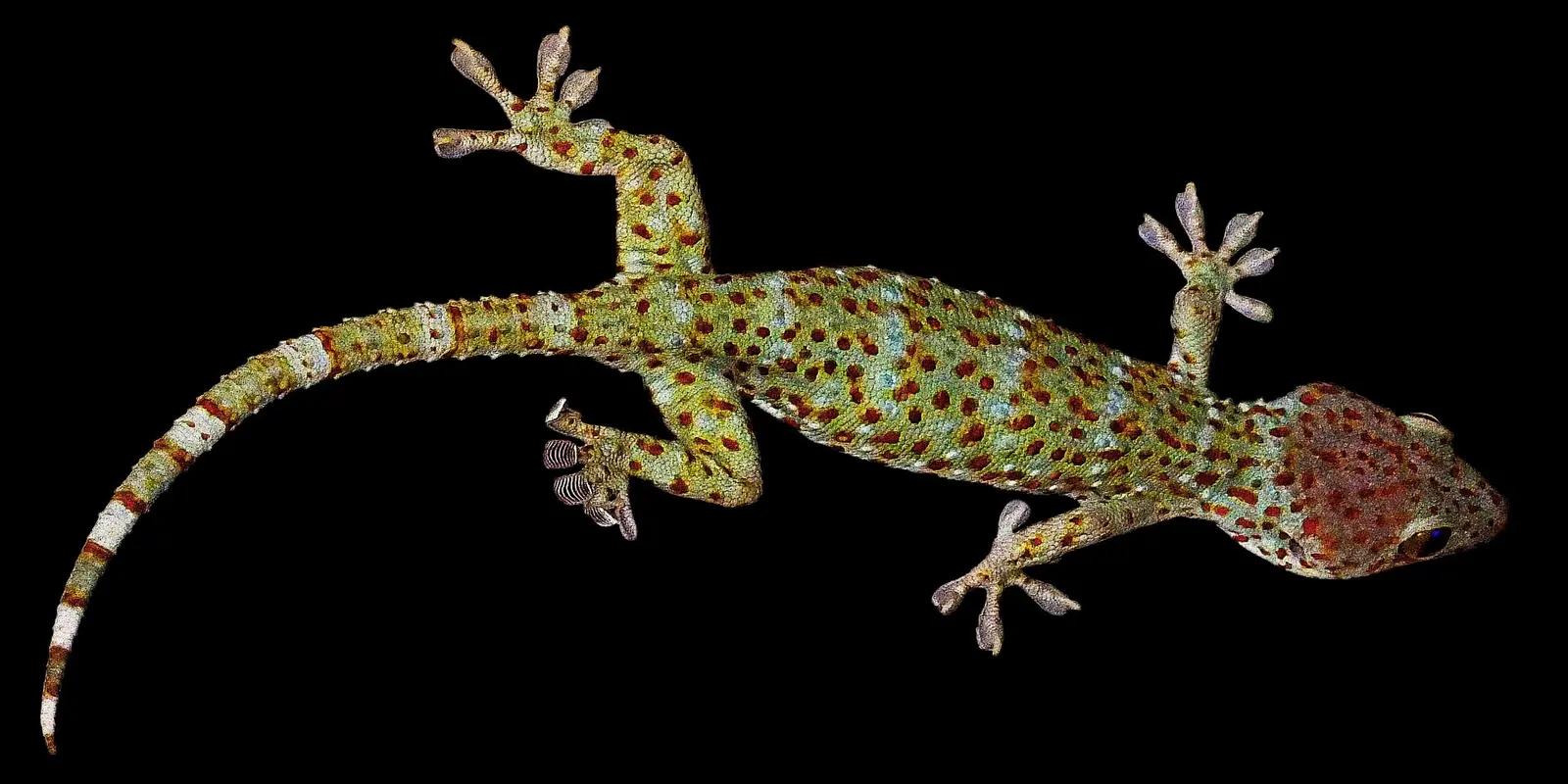 A tokay gecko clinging to a dark surface. The gecko has blue-grey and light green skin covered in numerous bright orange and reddish-brown spots. It has large eyes with vertical pupils and a banded tail of lighter and darker markings. Its toes have prominent pads for gripping