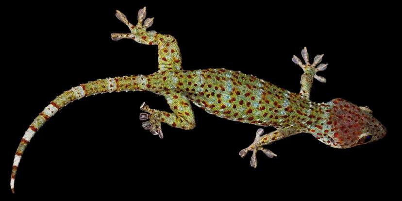 Geckos