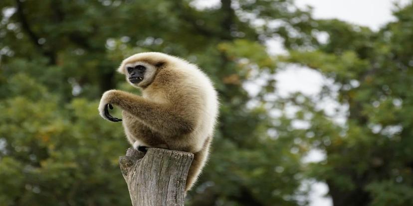 Gibbons