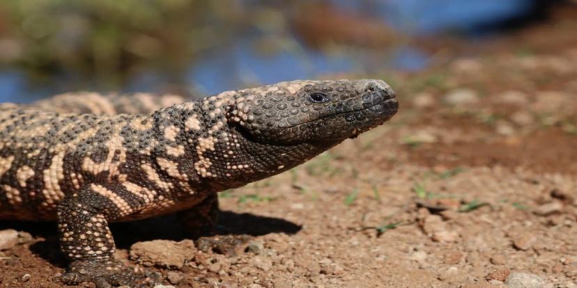 Gila Monsters